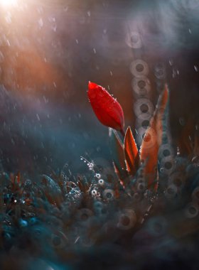 Red tulips. Spring flowers on a pastel background