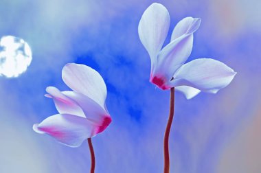 Cyclamen persicum on the blue background