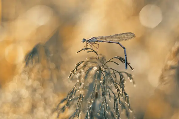 Dragonfly Meadow Blurred Background Sun Selective Focus — Stock Photo, Image