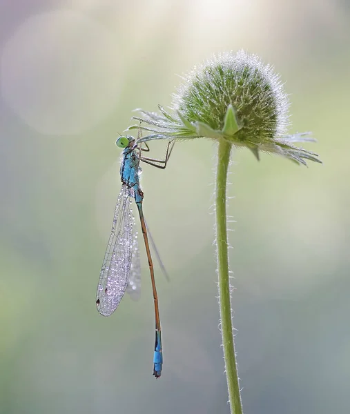 stock image Macro dragonfly Ischnura elegans on meadow flower