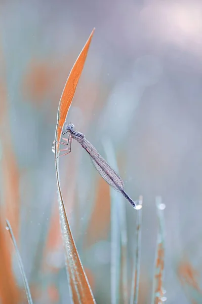 Dragonfly Coenagrion Puella Meadow Grass Dlagonfly Dew — Stockfoto