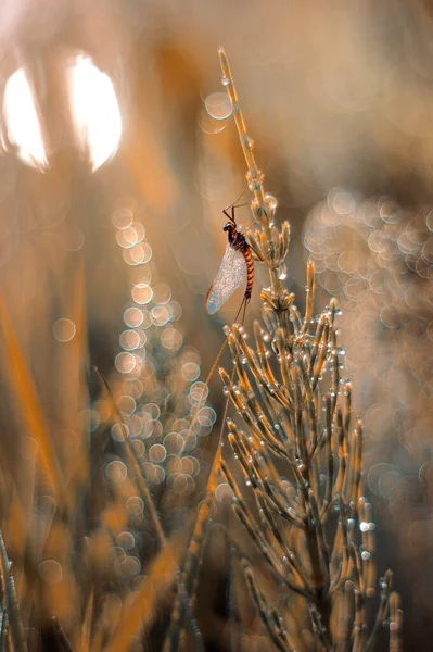 Insect Ephemeroptera Dew Drops — Stockfoto