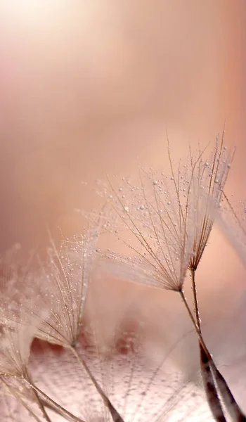 A closeup shot of a dandelion plant on a blurred background