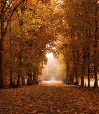 Autumn in the park. Avenue trees