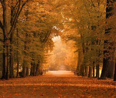 Sonbahar manzarası. Bulvar ağaçları