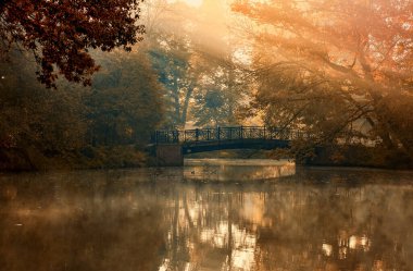 Parkta sonbahar sisli manzarası. Sabahları güneş ışınları