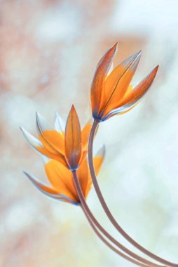 Sarı laleler Tarda. Botanik bahar çiçekleri 