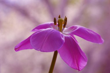Macro shot, beautiful spring flower