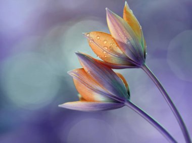 Sarı laleler. Küçük güzellik. Bahar çiçekleri