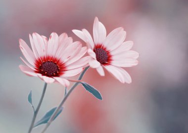 Osteospermum çiçekleri. Pembe bahar çiçekleri