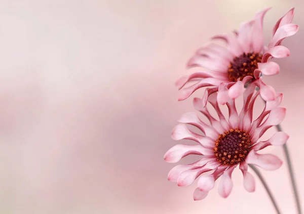 Osteospermum Blüht Rosafarbene Frühlingsblumen — Stockfoto