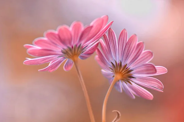 Osteospermum Blommor Blomkål — Stockfoto
