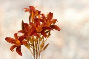 Summer red lilies. Summer flowers