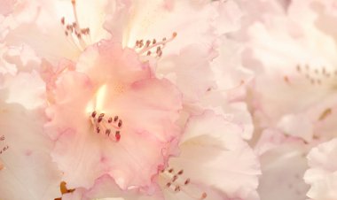 Cherry flowers. Pink spring flowers background