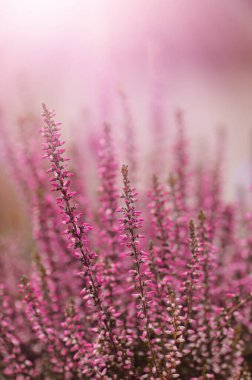 Heathers flowers. Spring and autumn pink flowers