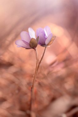 Hepatica nobilis mill. Floral pastel background 