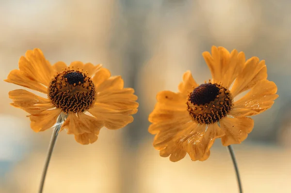 Helenium Flowers Close Yellow Summer Flowers — Stock Photo, Image