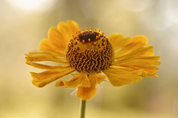 Helenium Flowers Close Yellow Summer Flowers — Stock Photo, Image