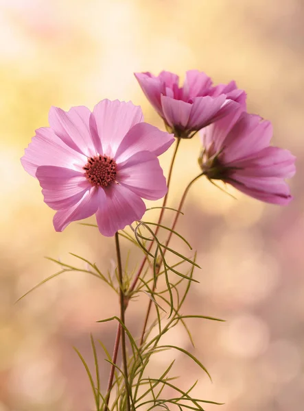 Cosmos Flowers Close Summer Pink Flowers — Stock Photo, Image