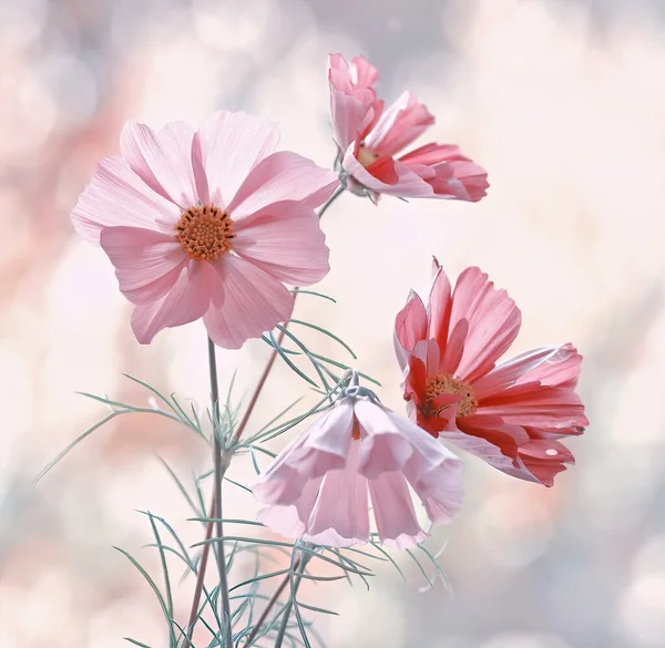 Cosmos Flowers Close Summer Pink Flowers — Stock Photo, Image