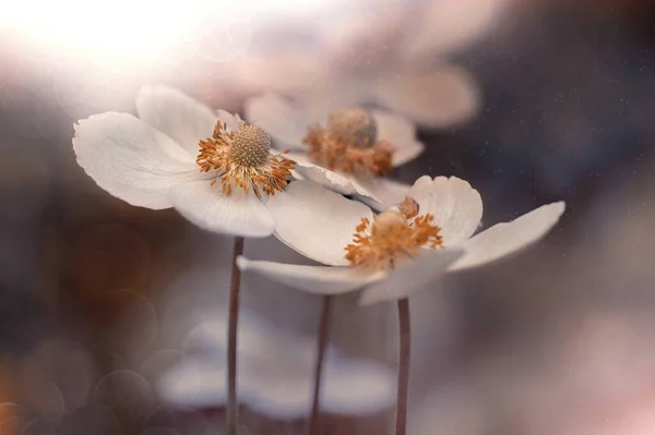 Anemone Flowers Close Spring Autumn Flowers Pastel Background — Stockfoto