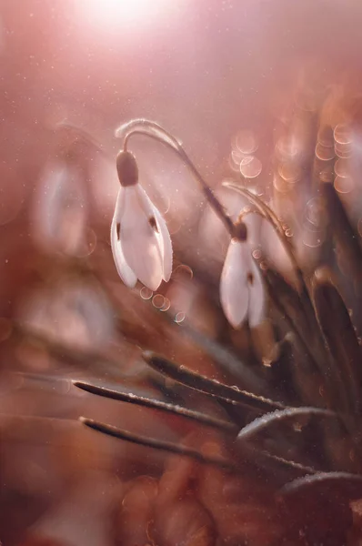 Galanthus Nivalis White Spring Flowers — Stockfoto