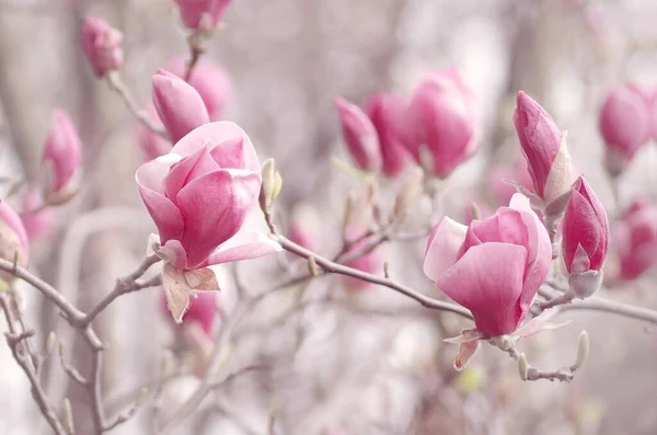 Pink Magnolia Twigs Spring Flowers — Zdjęcie stockowe