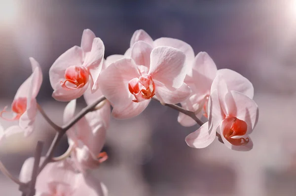 Άνθος Φαλαινόπασης Όμορφη Ροζ Oechidea — Φωτογραφία Αρχείου