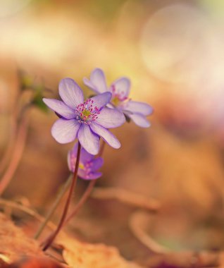 Hepatica nobilis mill. Close-up pink spring flowers