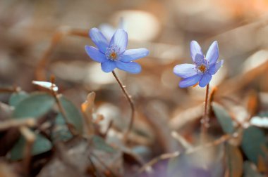 Hepatica nobilis mill. Close-up blue spring flowers