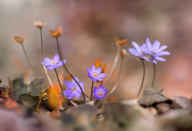 Hepatica nobilis mill. Close-up purple spring flowers