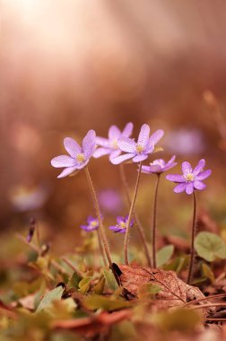 Hepatica nobilis mill. Close-up pink spring flowers