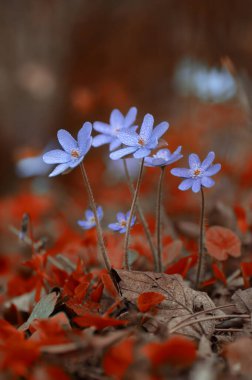 Hepatica nobilis mill. Close-up blue spring flowers