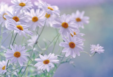 Daisies flowers. Close-up white spring flowers. Flowers background