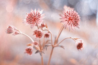 Astrantia  