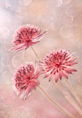 Astrantia  