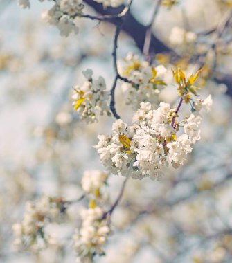 Blooming tree flowers, background. Spring flowers, cherry bloom