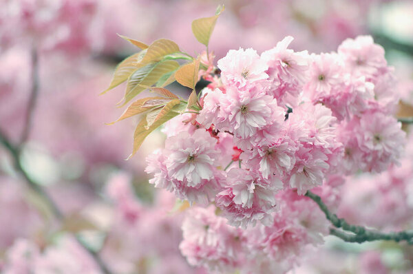 Cherry flowers "Prunus serrulata" , "Kanzan". Pink spring flowers