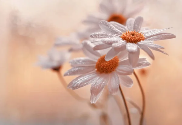 Daisies Flowers Close White Spring Flowers Flowers Background — Stockfoto