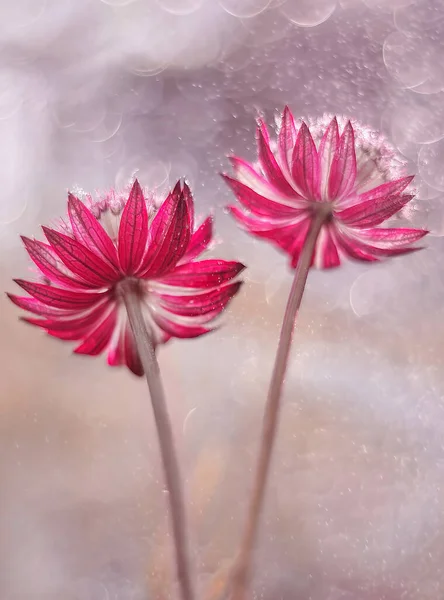 Astrantia Star Fire Close Red Summer Flowers — Stock Photo, Image