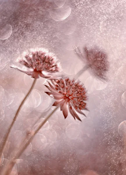 Astrantia Major Close Pink Summer Flowers — Stockfoto