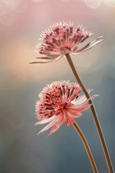 Astrantia  