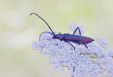 Closeup insect at wild nature