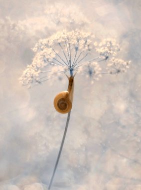 Flowers field with snail on the blurry pastel background