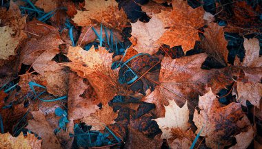 Autumn leaves on the ground. beautiful fall colors.