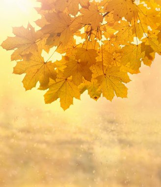 Background with autumn maple leaves. Nature background with copy space