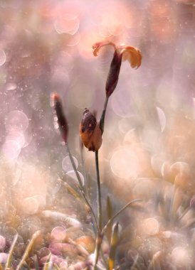 Snail on the flower. Fairy tale composition with snail