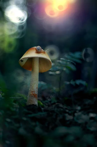 Forest mushroom with a snail, fairy-tale scenery