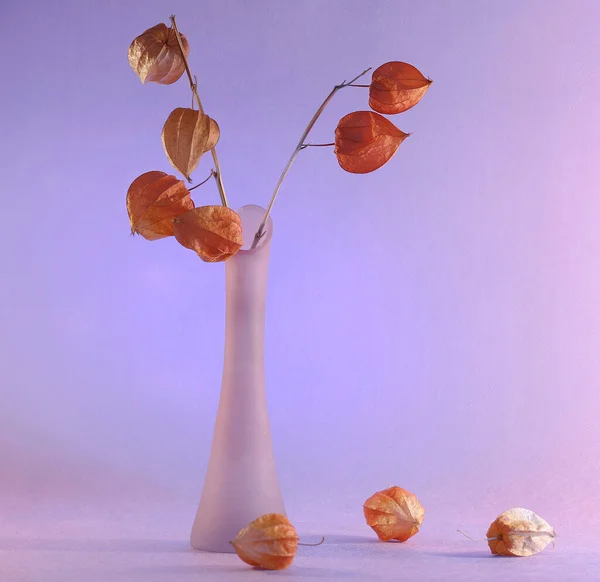 Натюрморт Квіти Фізаліса Світло Рожевому Тлі — стокове фото