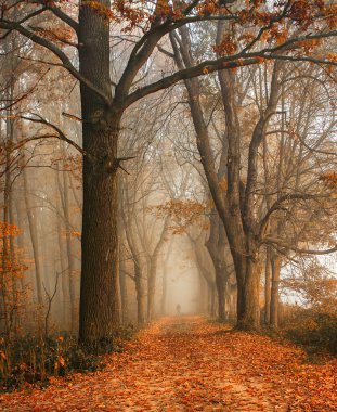 Ağaçlar ve yapraklarla dolu sonbahar ormanı